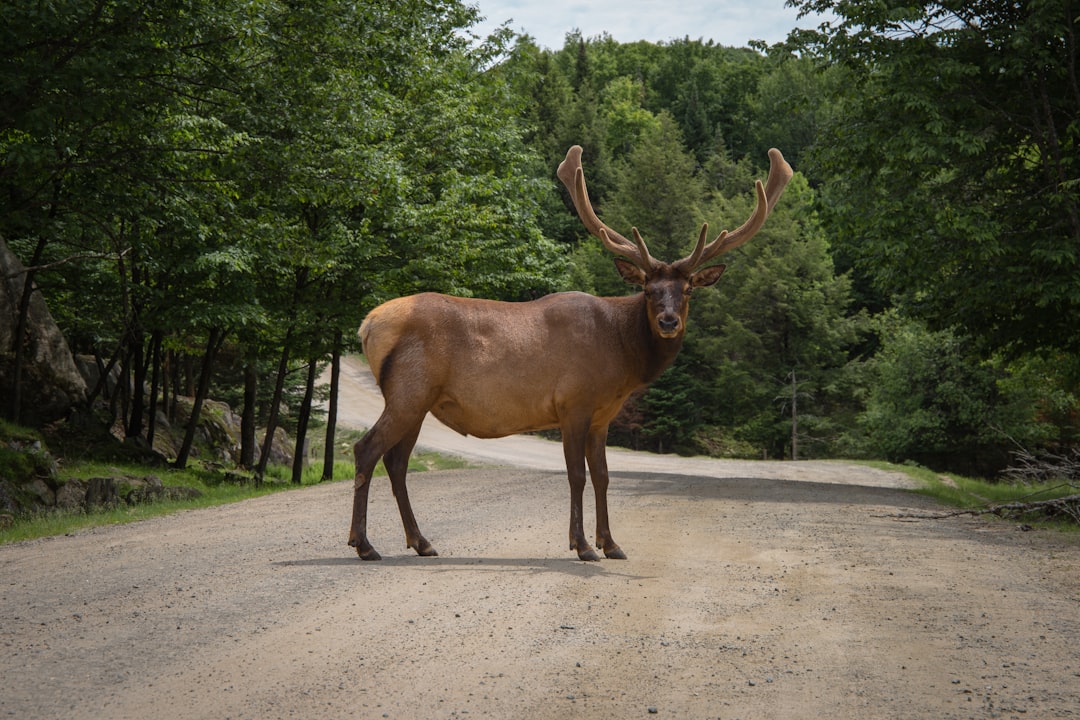 Photo Moose, elk